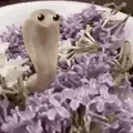 killerkrill